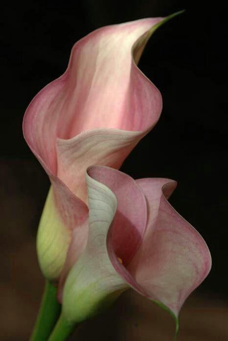 Eternal Blossom Embrace: Nature's Harmony